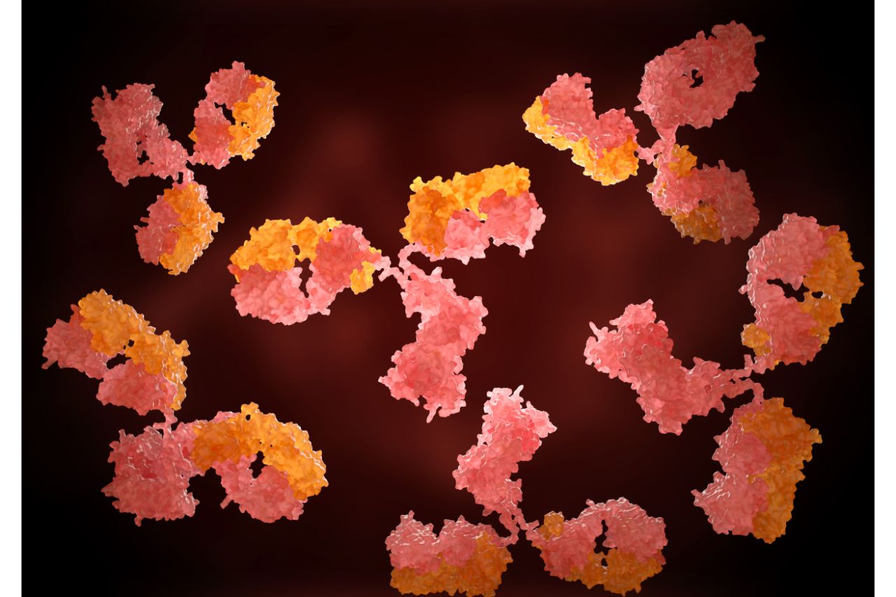 Photo of antibodies