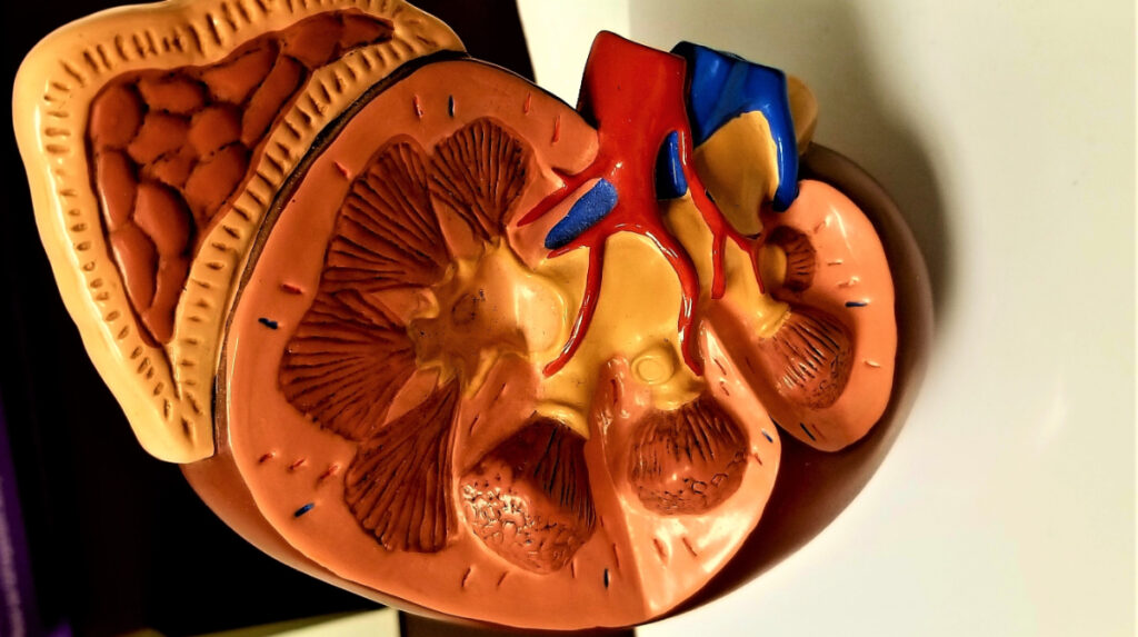 Everything You Need To Know About Living With One Kidney